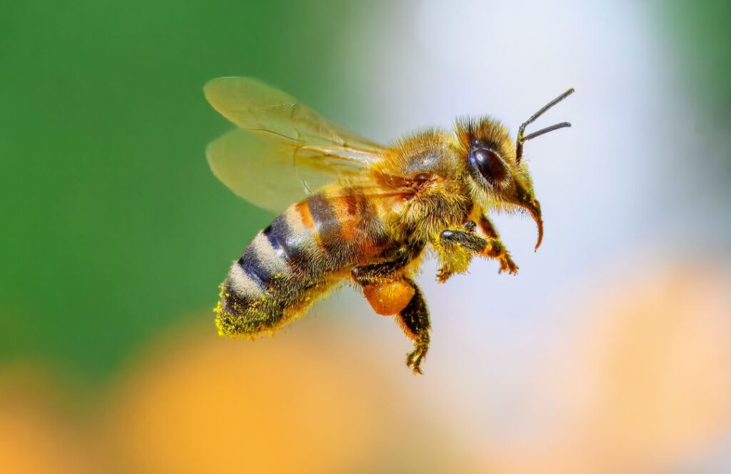 טיפול טבעי בעקיצת דבורה כולל קירור האזור, מריחת דבש או אלוורה להפחתת נפיחות וכאב, והימנעות מגירוד להאצת ההחלמה.